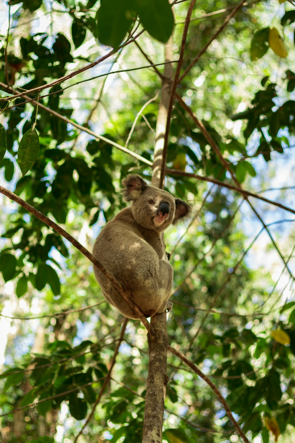 a koala sitting in a tree with its mouth open