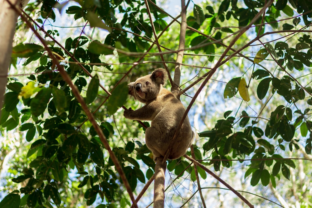 a koala sitting on a tree branch in a forest