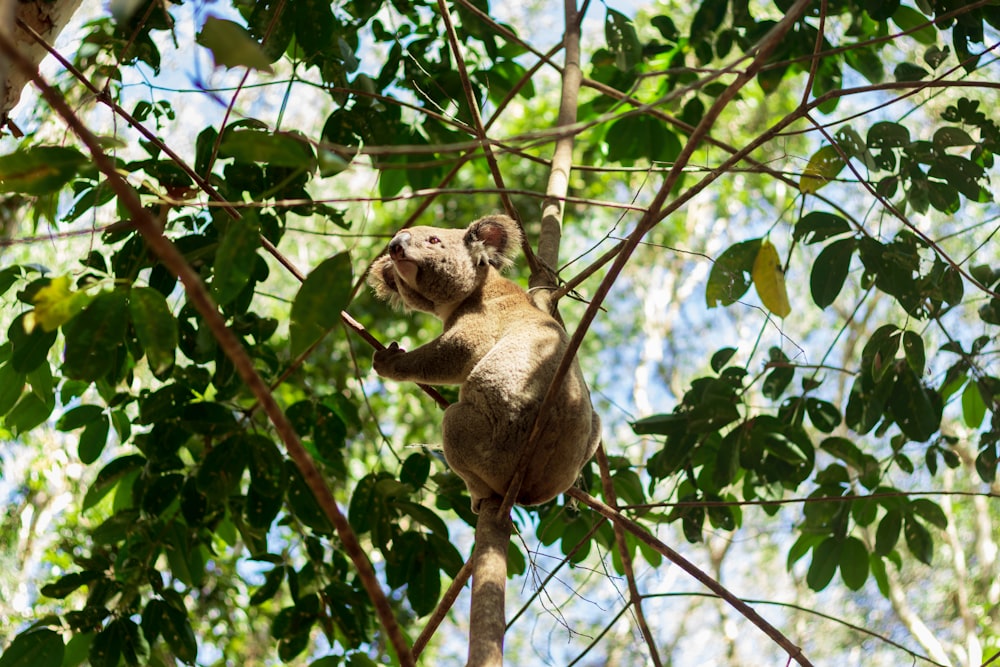 a small animal hanging from a tree branch
