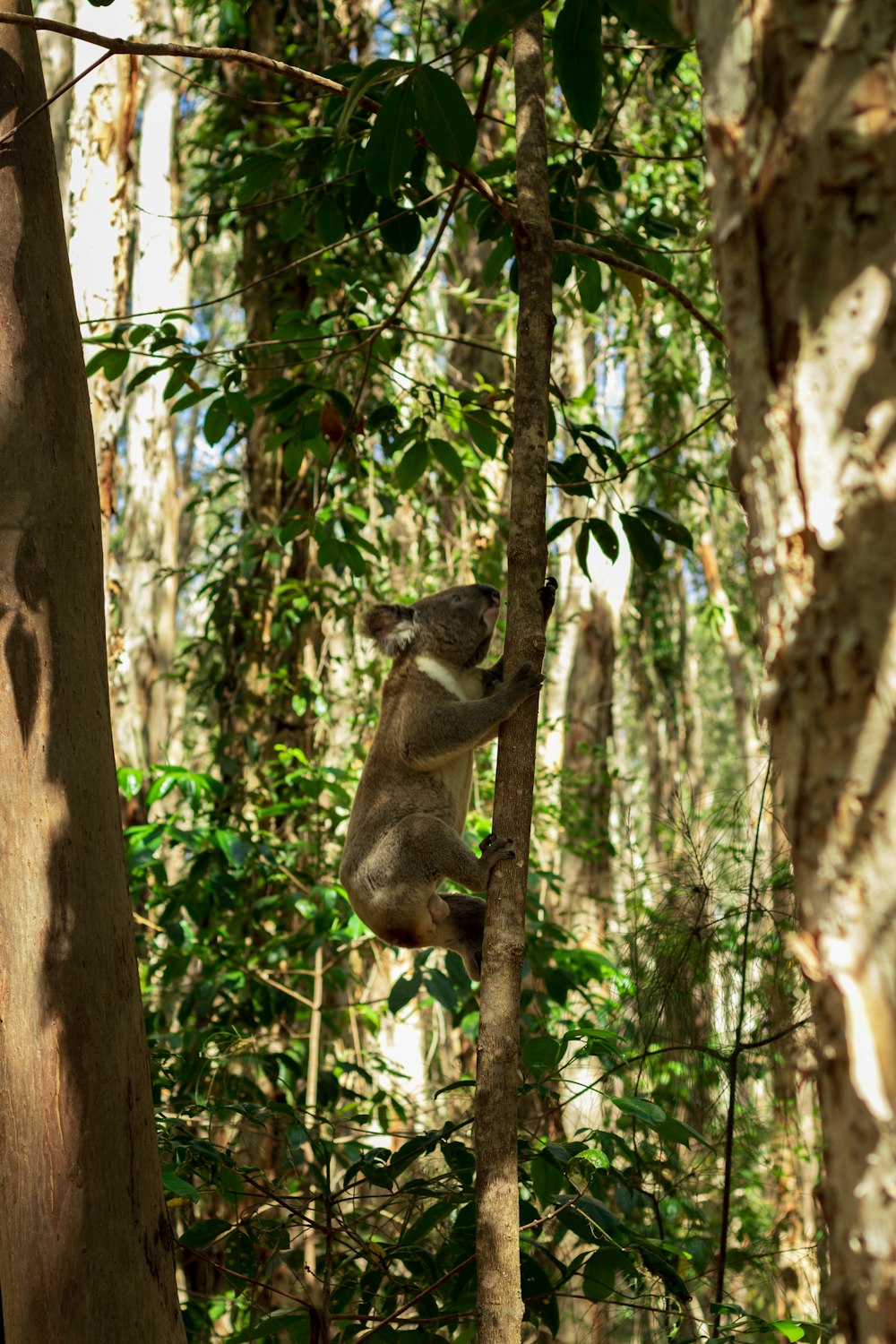 a koala climbing a tree in a forest