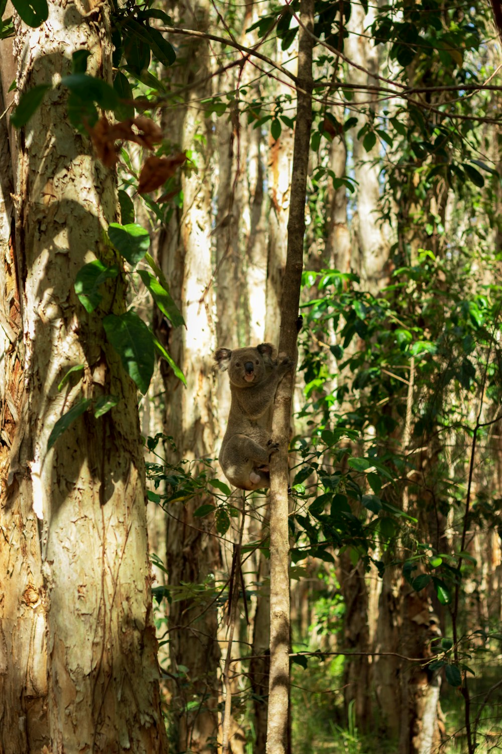 a koala hanging from a tree in a forest