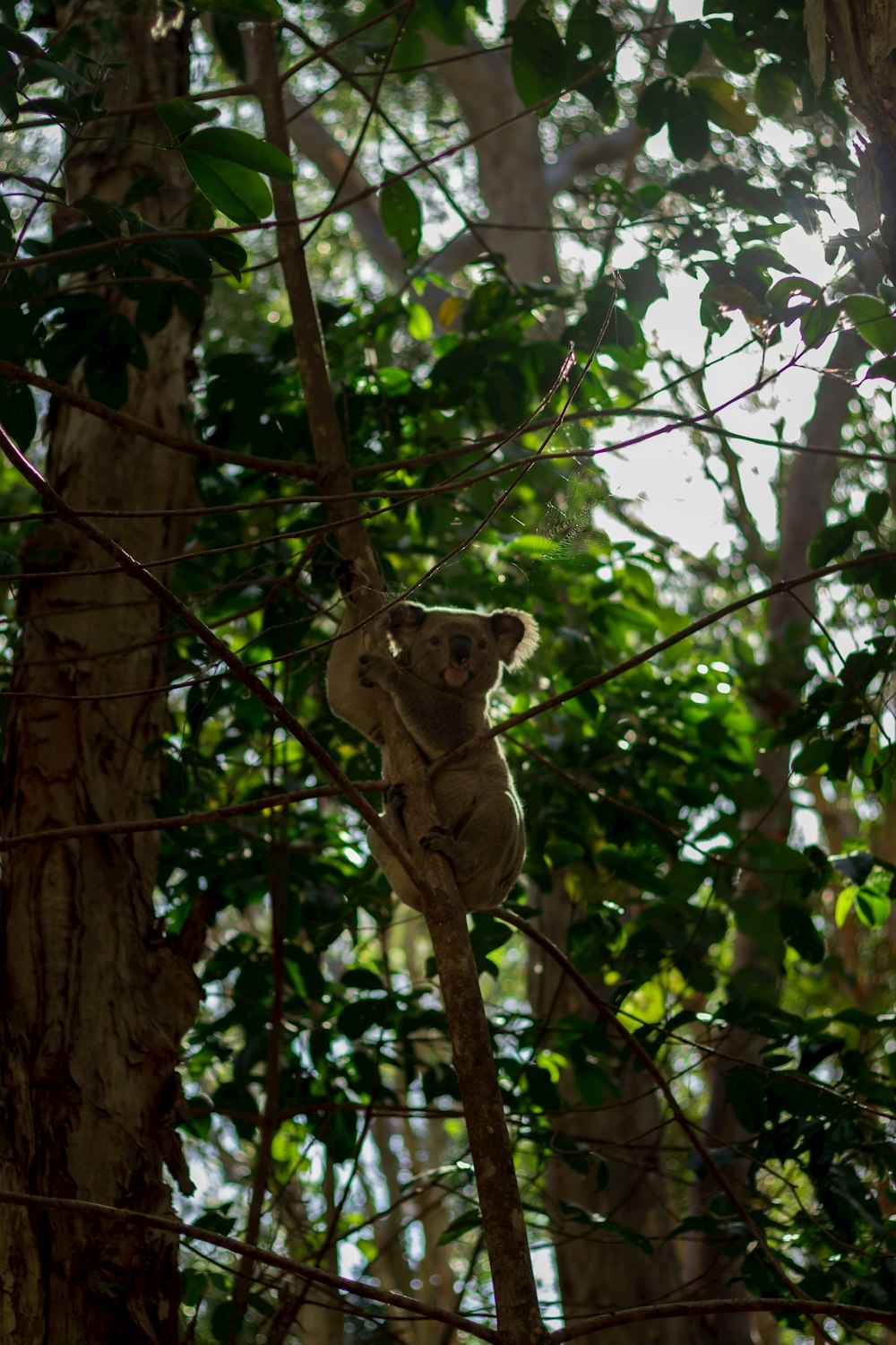 a koala bear hanging from a tree in a forest