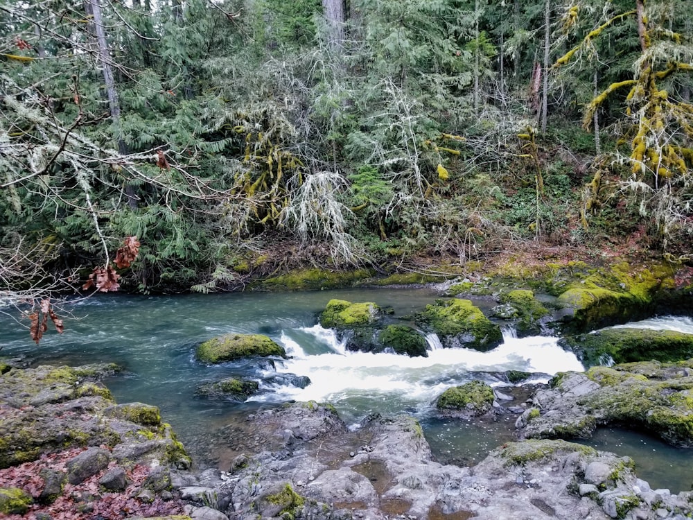 a river running through a lush green forest