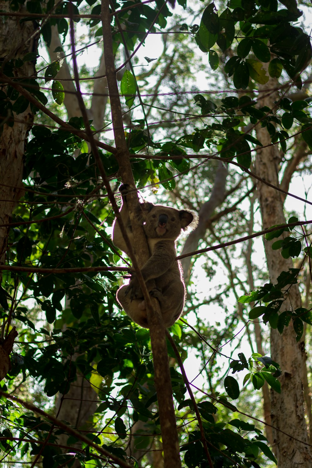 a koala hanging from a tree in a forest