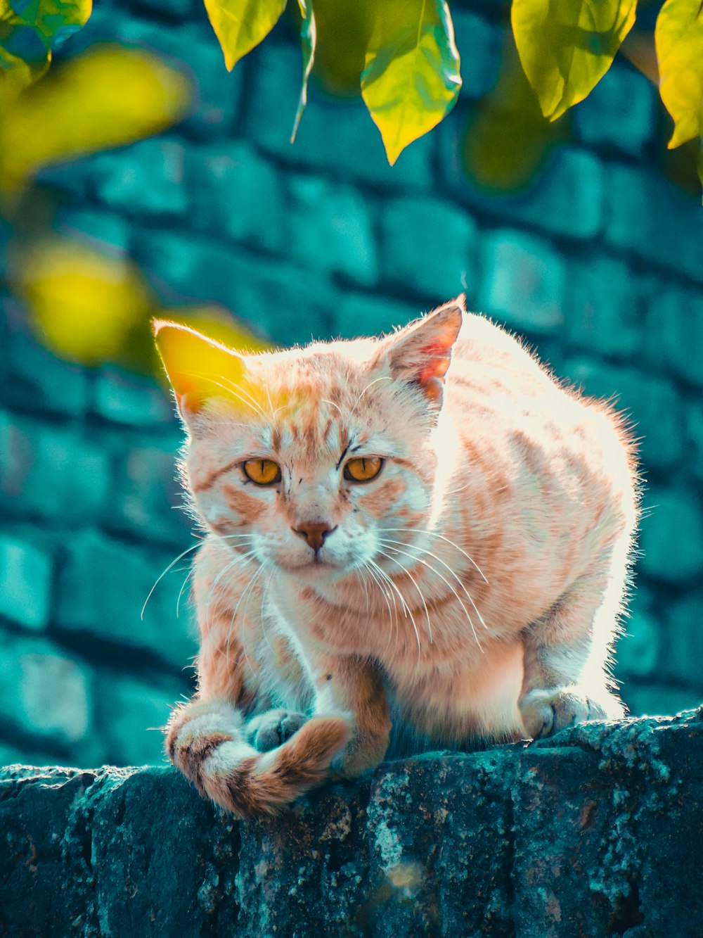 a cat sitting on top of a brick wall