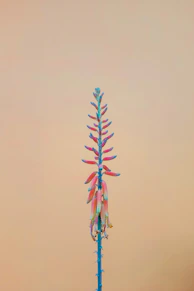 a tall blue and pink flower on top of a wooden table