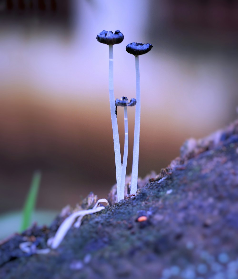 a close up of two small plants growing out of the ground