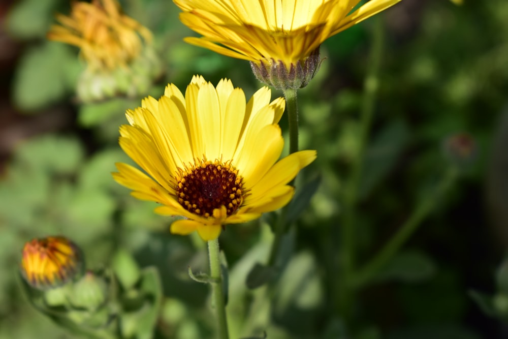 a close up of some yellow flowers in a field