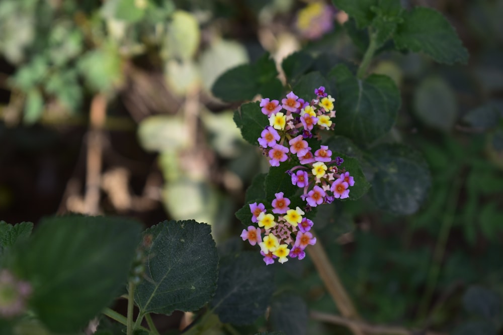 a bunch of small flowers that are on a plant