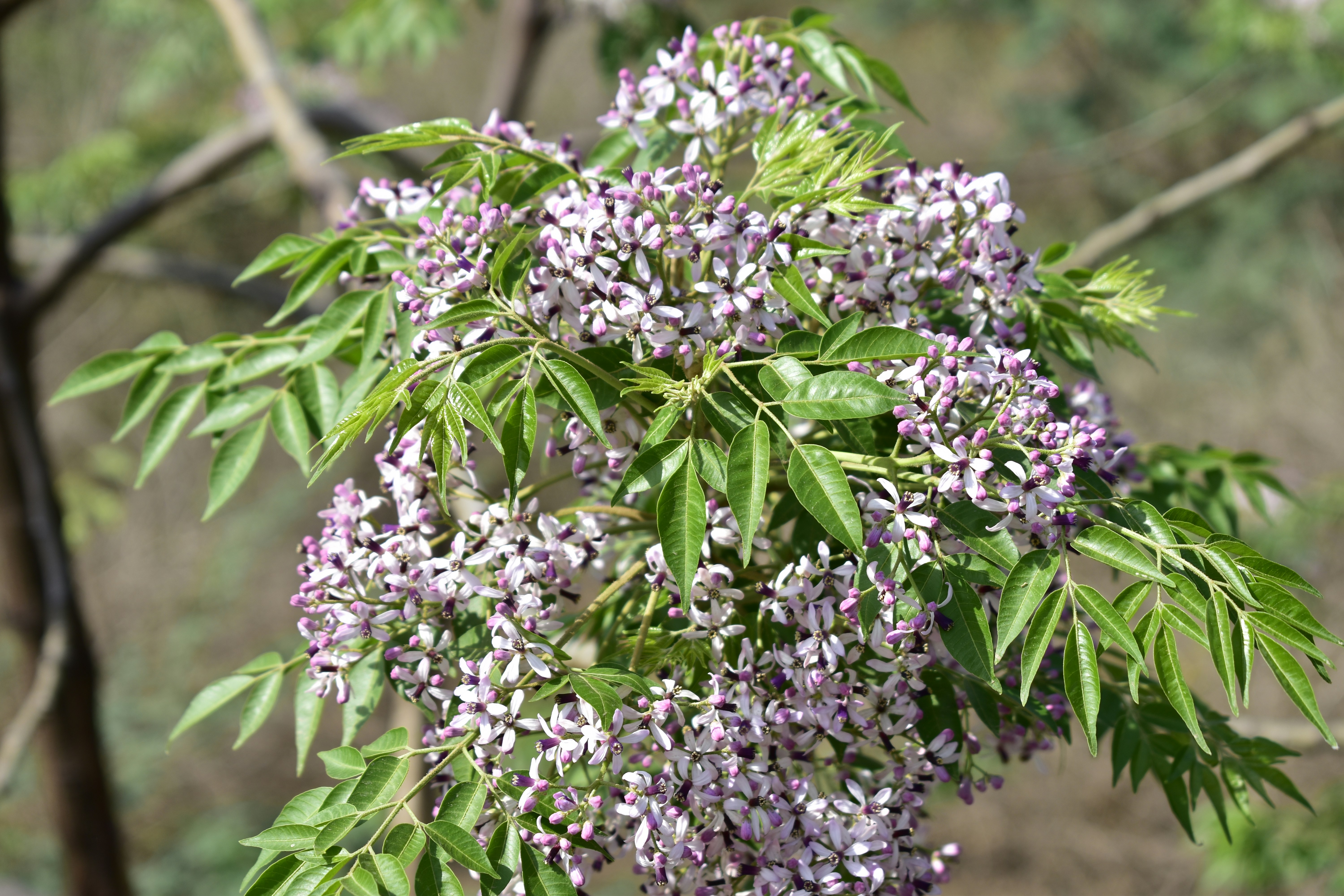 Photo by authordeepakgupta