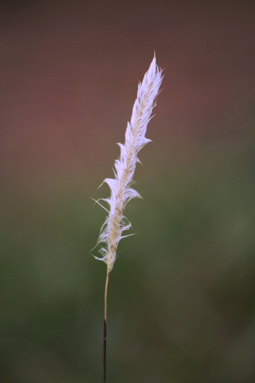 a close up of a plant with a blurry background