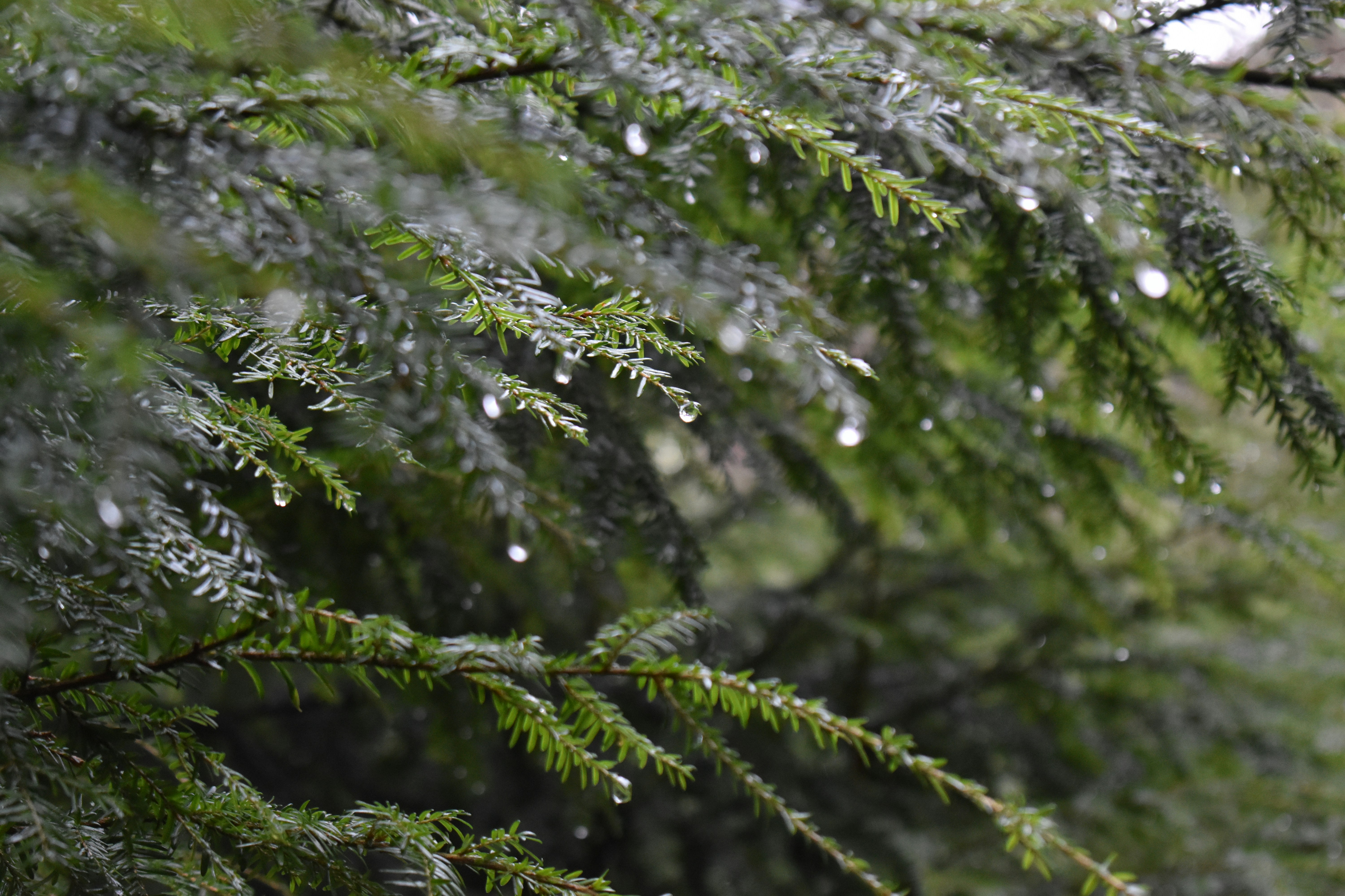 Photo by rubylovephotography