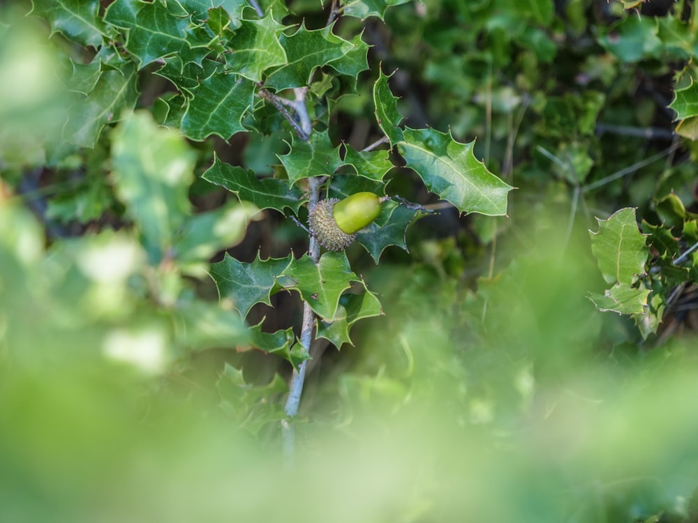 a close up of a leafy tree with a nut on it