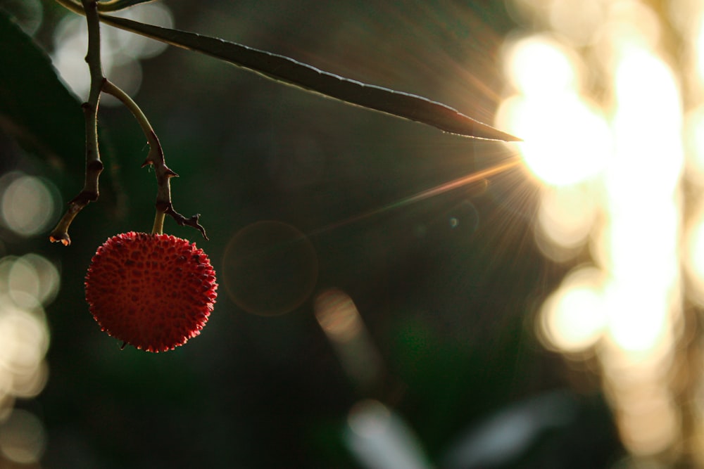 a close up of a berry on a tree branch