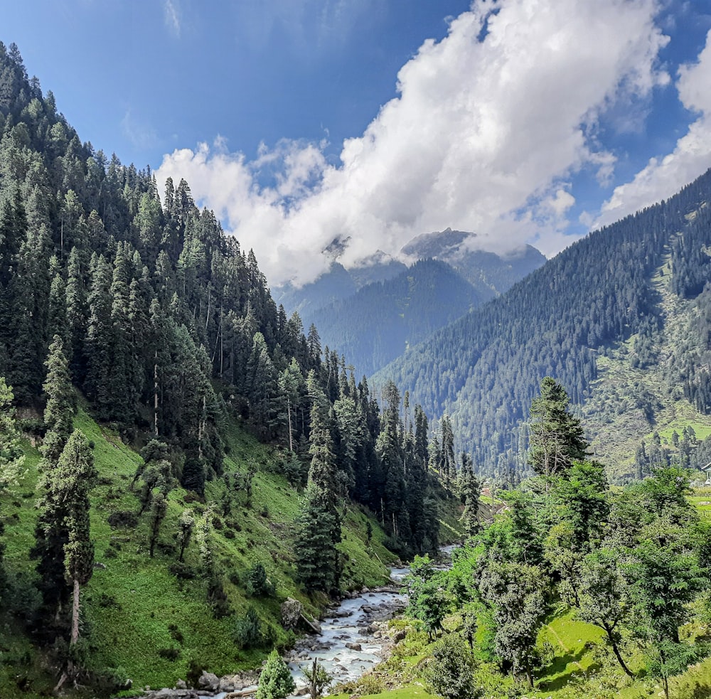 Un río que atraviesa un frondoso bosque verde