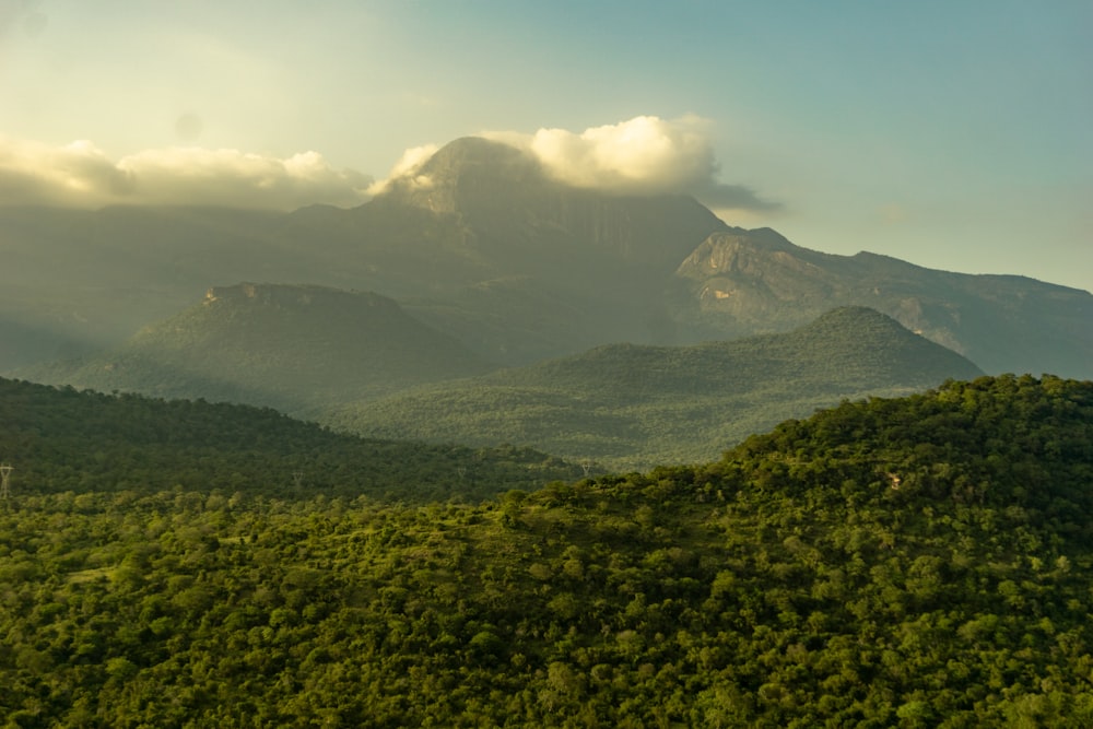 a lush green forest covered hillside under a cloudy sky