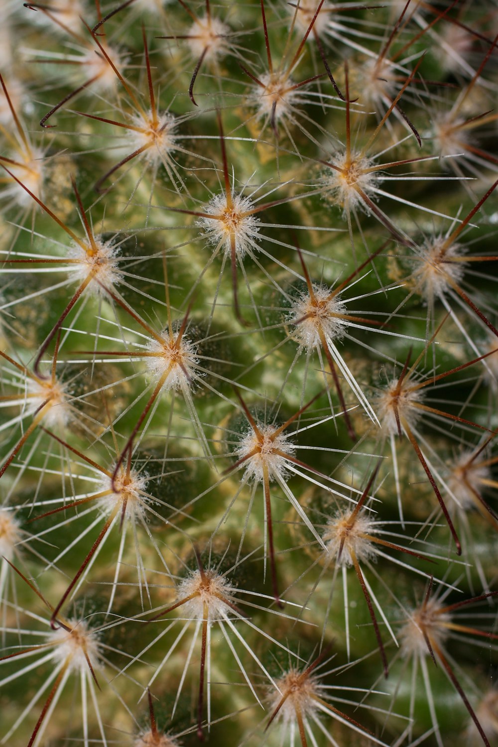 a close up of a cactus plant with lots of small white flowers