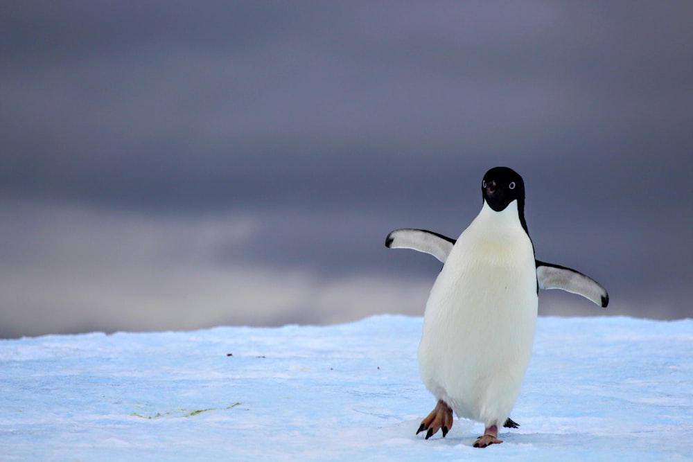 a penguin standing in the snow on a cloudy day