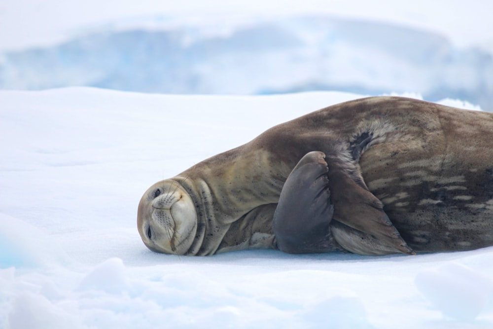 a seal laying on top of snow covered ground