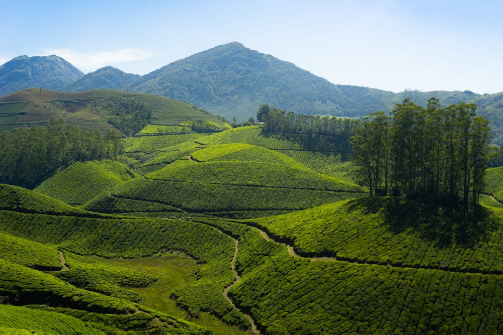 a lush green hillside with trees and mountains in the background