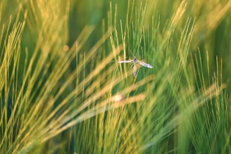 A large mosquito-like insect is hovering among tall, slender green grass blades. The grass is softly focused, creating a lush, serene backdrop, with sunlight gently illuminating the scene.