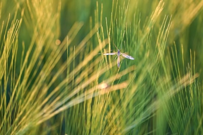 A large mosquito-like insect is hovering among tall, slender green grass blades. The grass is softly focused, creating a lush, serene backdrop, with sunlight gently illuminating the scene.