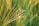 A large mosquito-like insect is hovering among tall, slender green grass blades. The grass is softly focused, creating a lush, serene backdrop, with sunlight gently illuminating the scene.