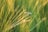 A large mosquito-like insect is hovering among tall, slender green grass blades. The grass is softly focused, creating a lush, serene backdrop, with sunlight gently illuminating the scene.