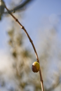 A single olive hangs from a slender brown branch against a blurred backdrop. The olive displays a mix of green and purple hues, indicating it is ripening. The background is soft, featuring hints of foliage and sky.