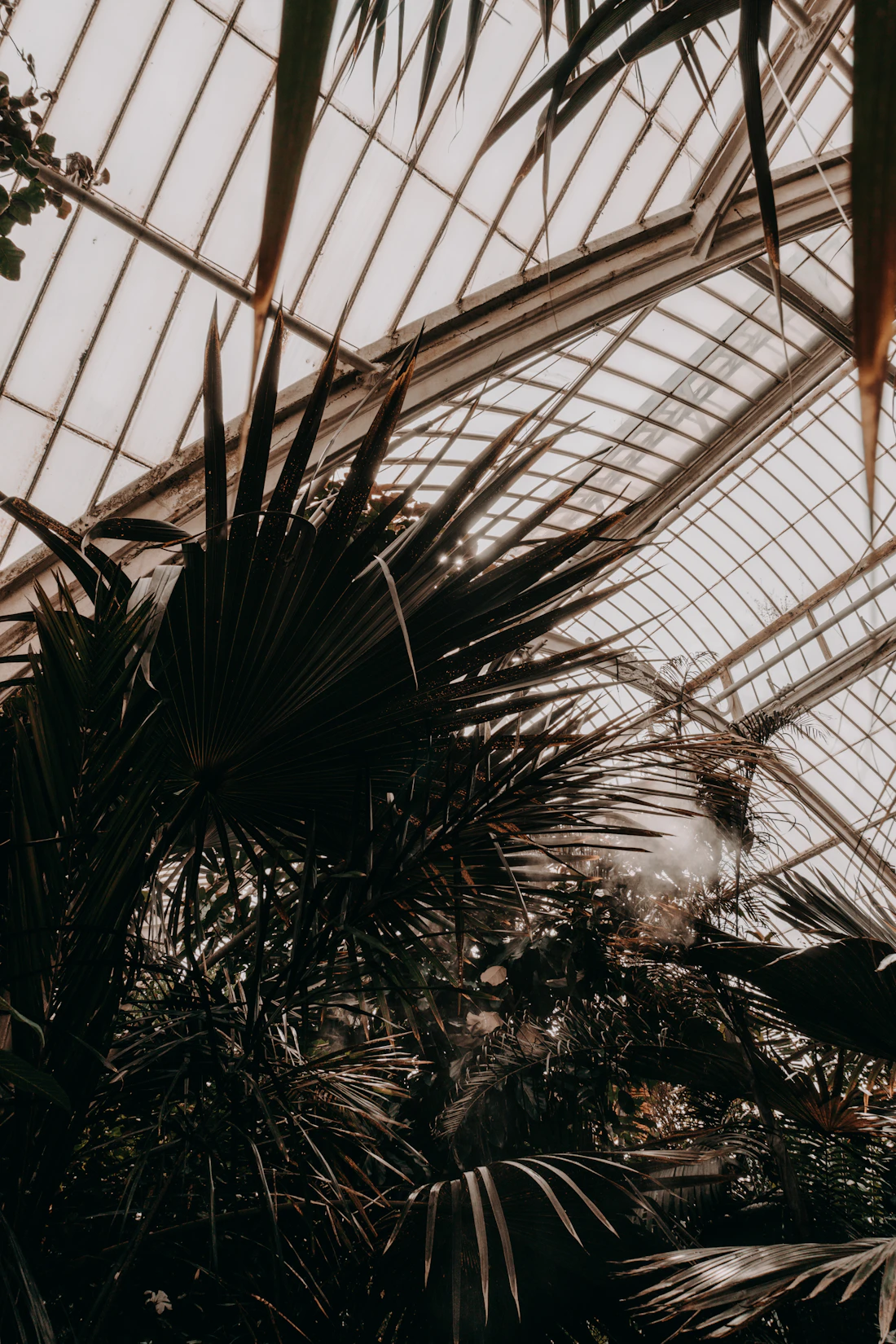 The interior of a tended glasshouse, dense with mature planting on every level