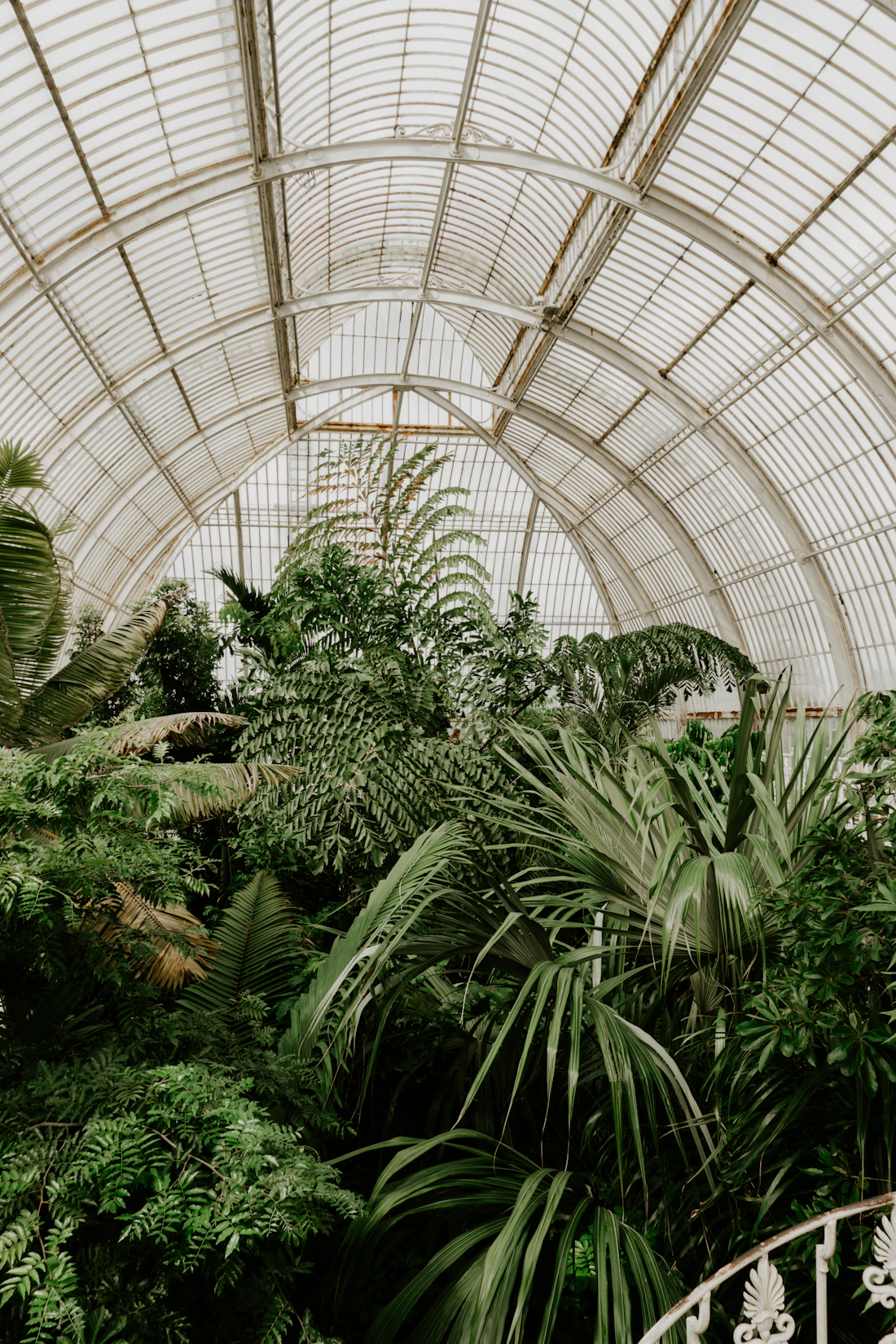 The interior of a glasshouse with mature trees and planting reaching upward