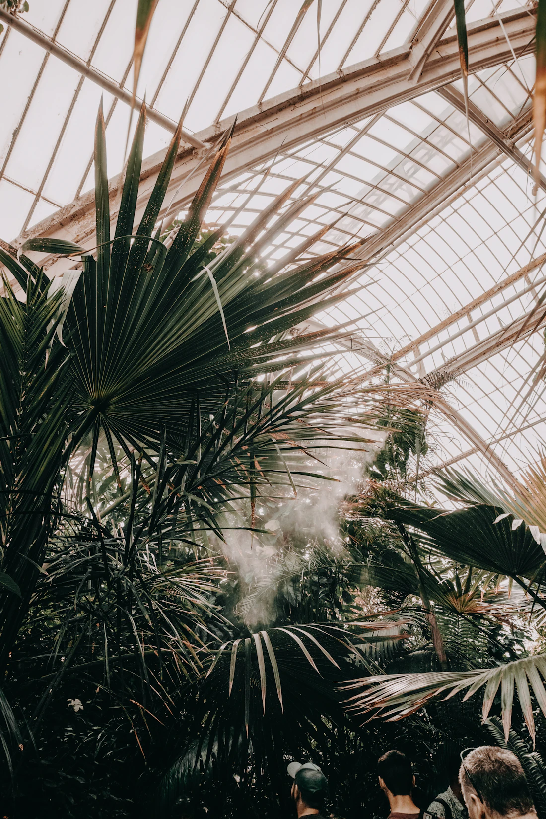 Tall palms inside a glasshouse, lit from a skylight above