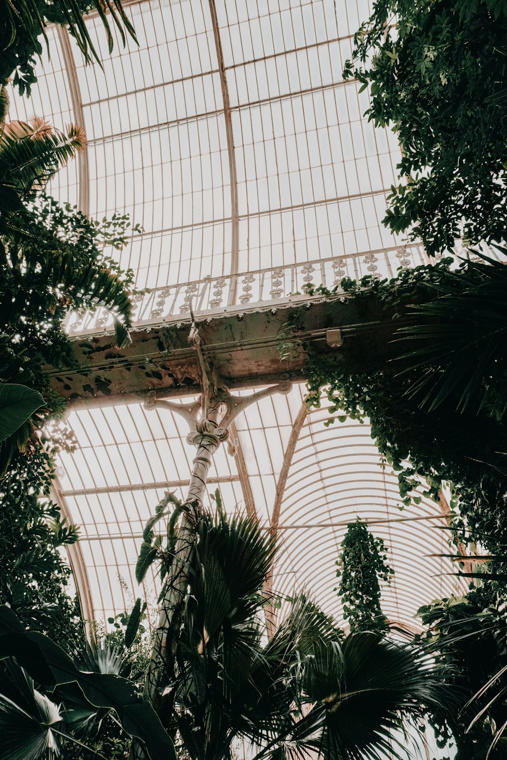 a view of the ceiling of a tropical greenhouse