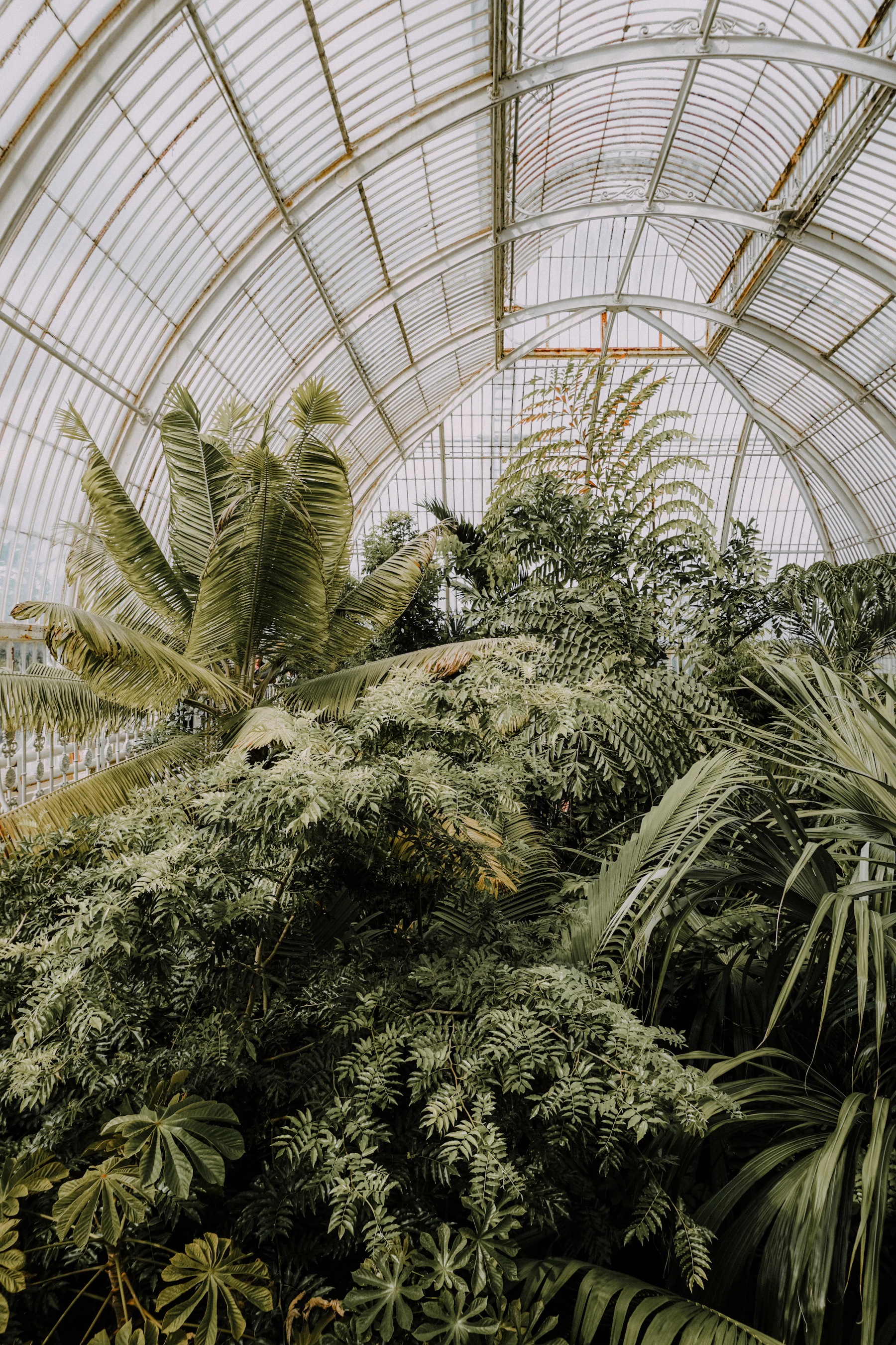 The interior of a tended glasshouse, dense with mature planting and architectural glass