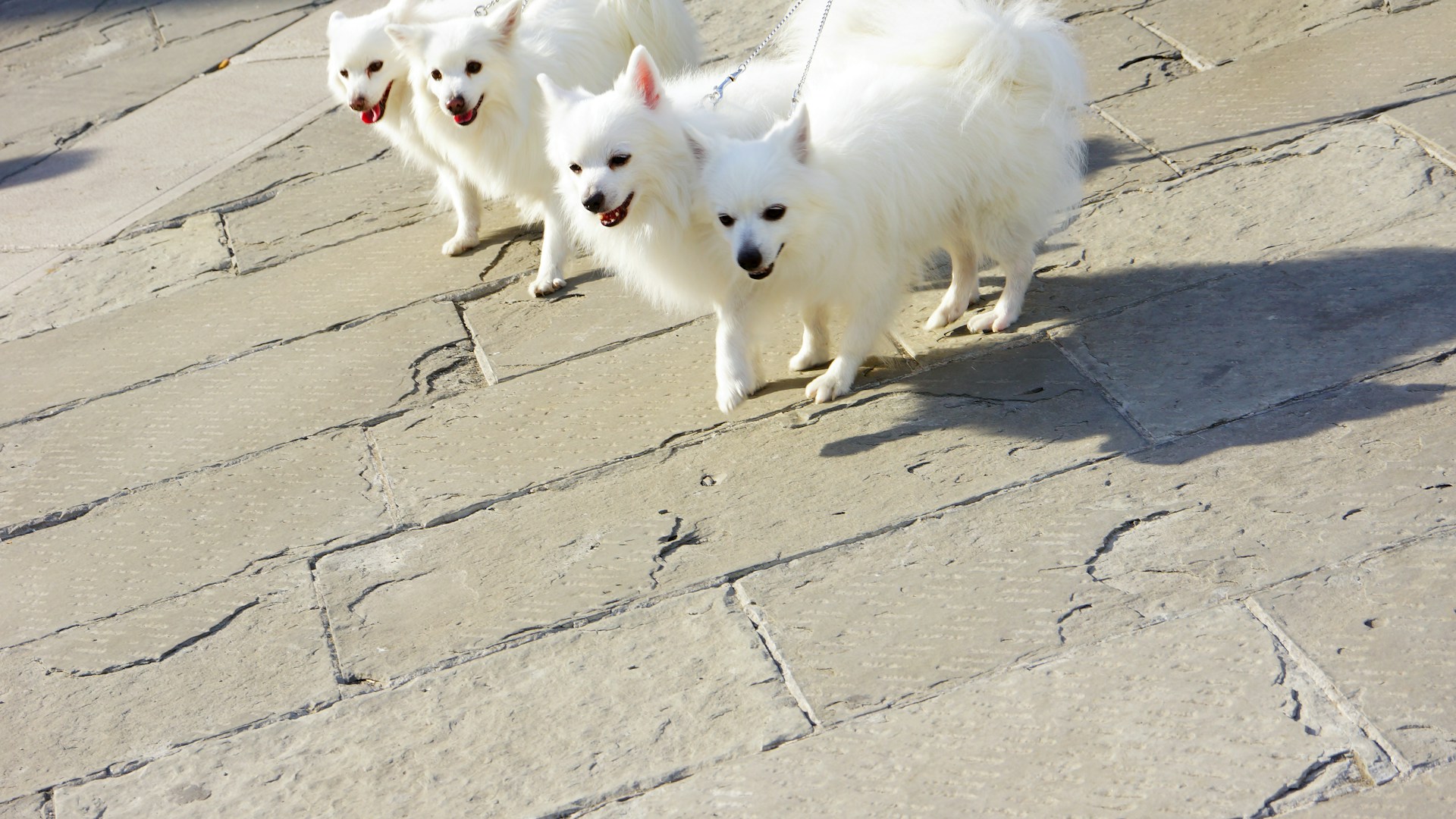 three small white dogs walking down a sidewalk