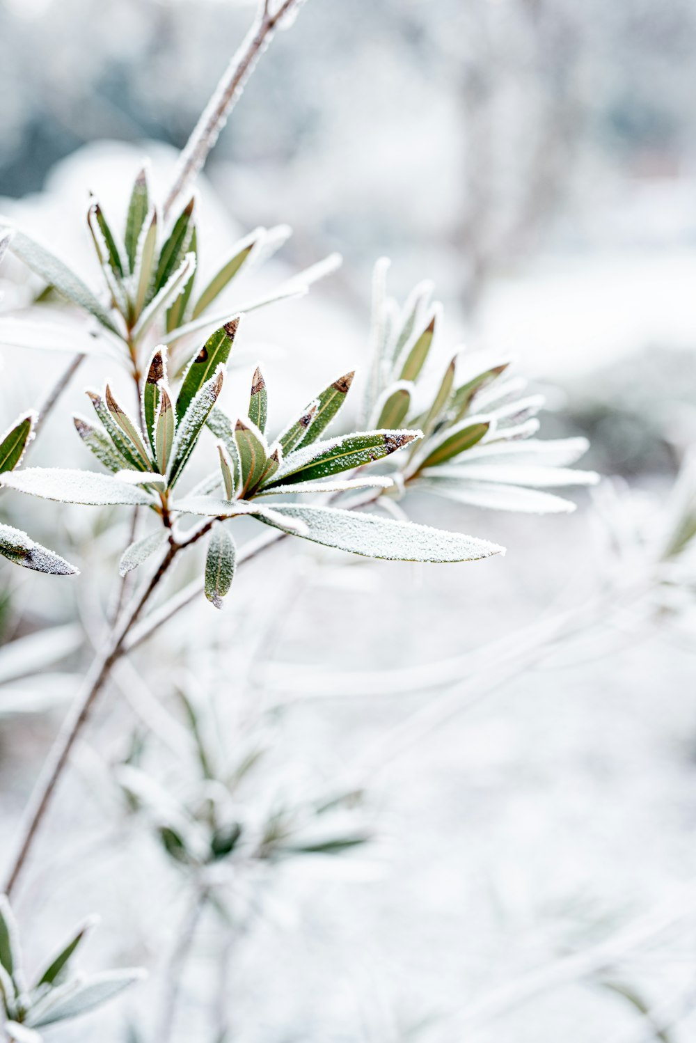 a close up of a plant with snow on it