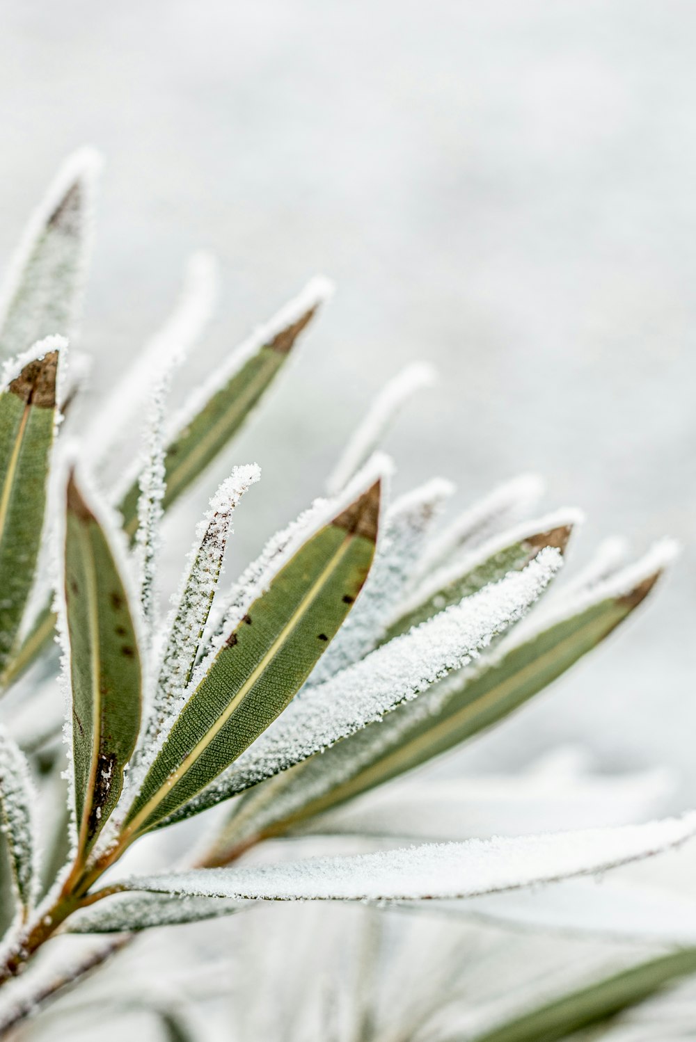 a close up of a plant with snow on it