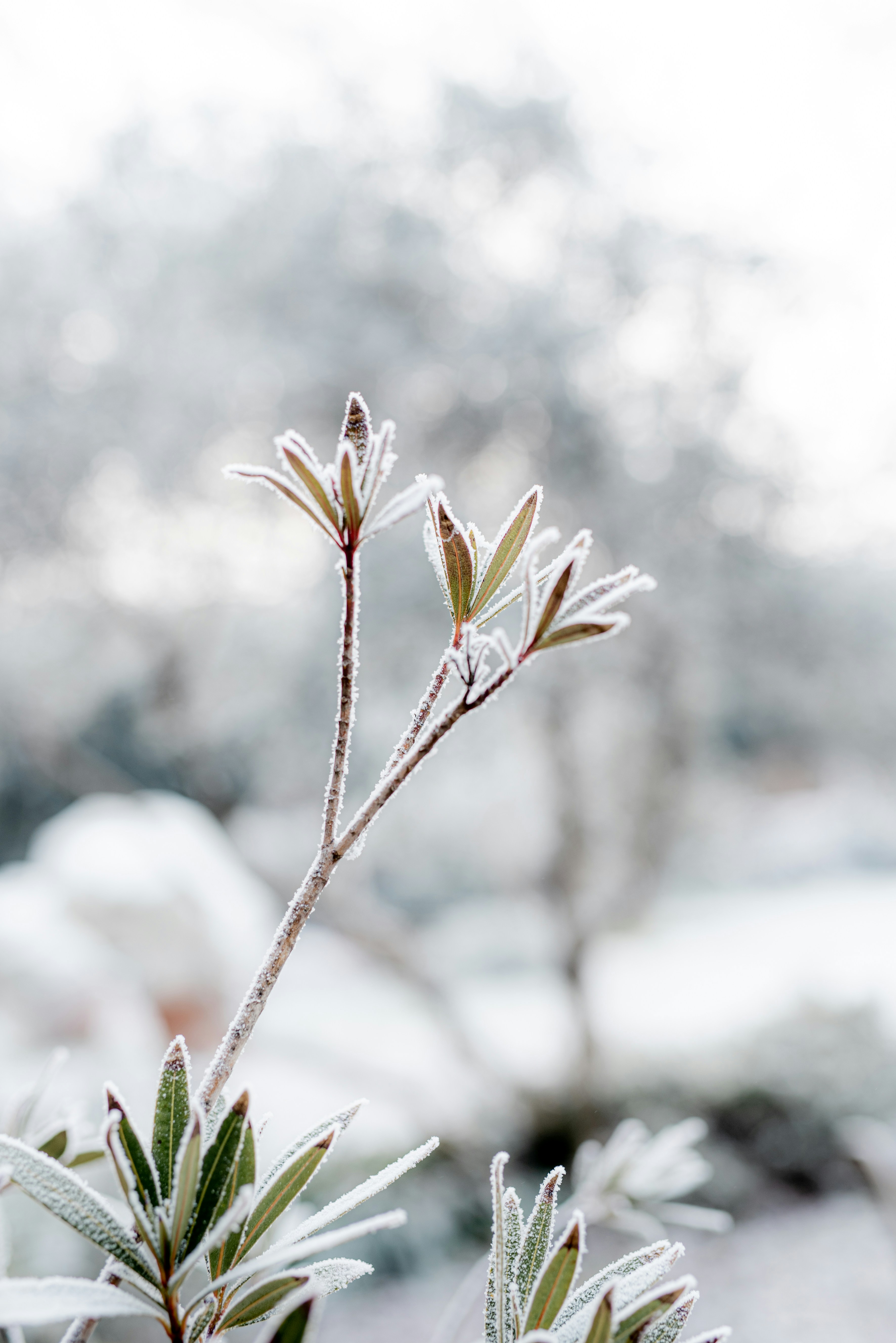 Photo by lauraadaiphoto