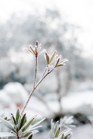 a close up of a plant with snow on it