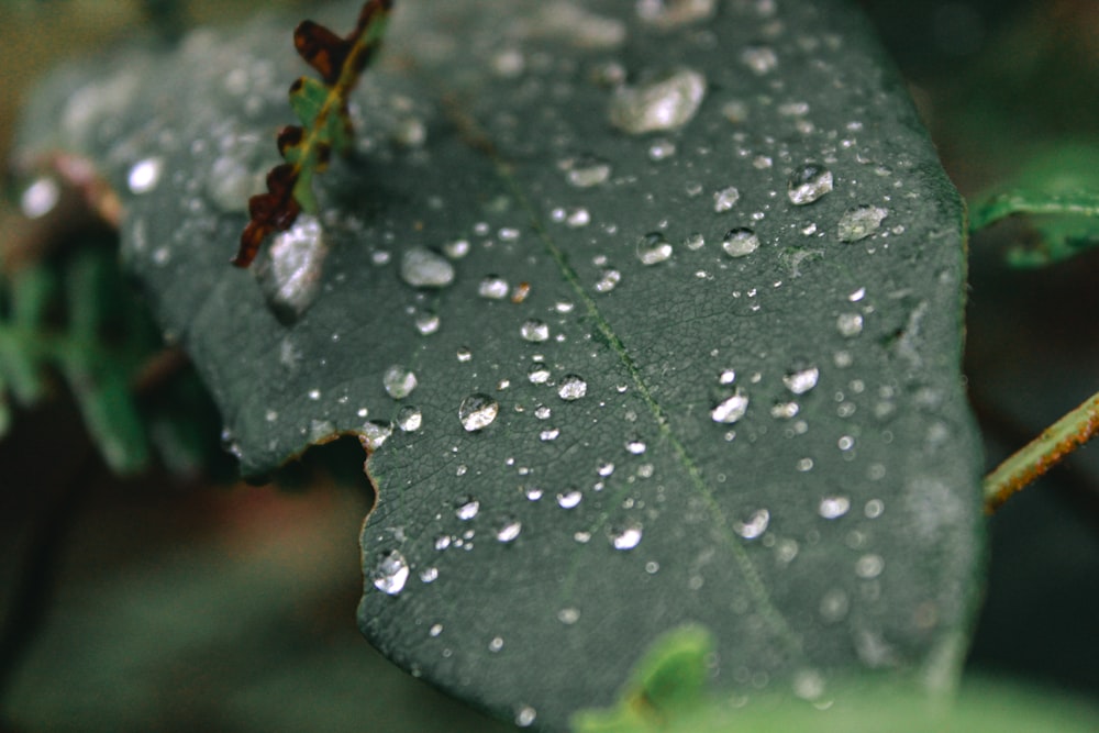 une feuille verte avec des gouttes d’eau dessus