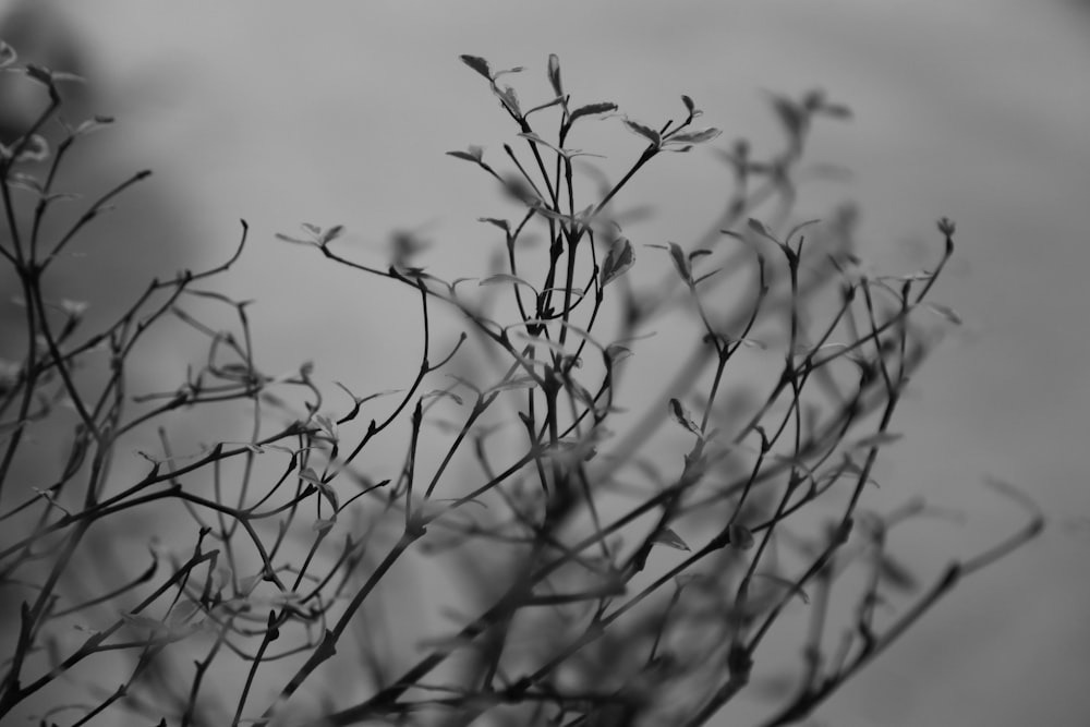 uma foto em preto e branco de um galho de árvore