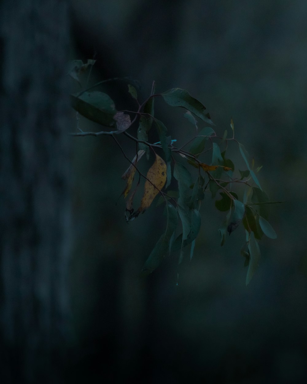a branch of a tree with leaves in the dark