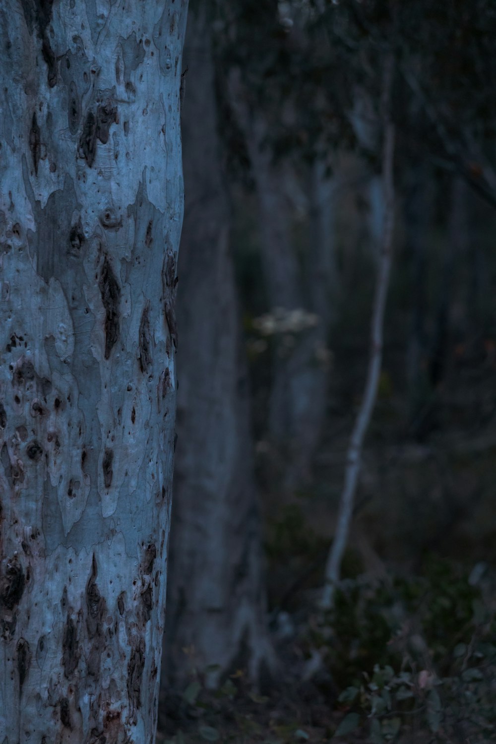 a white bear standing next to a tree in a forest