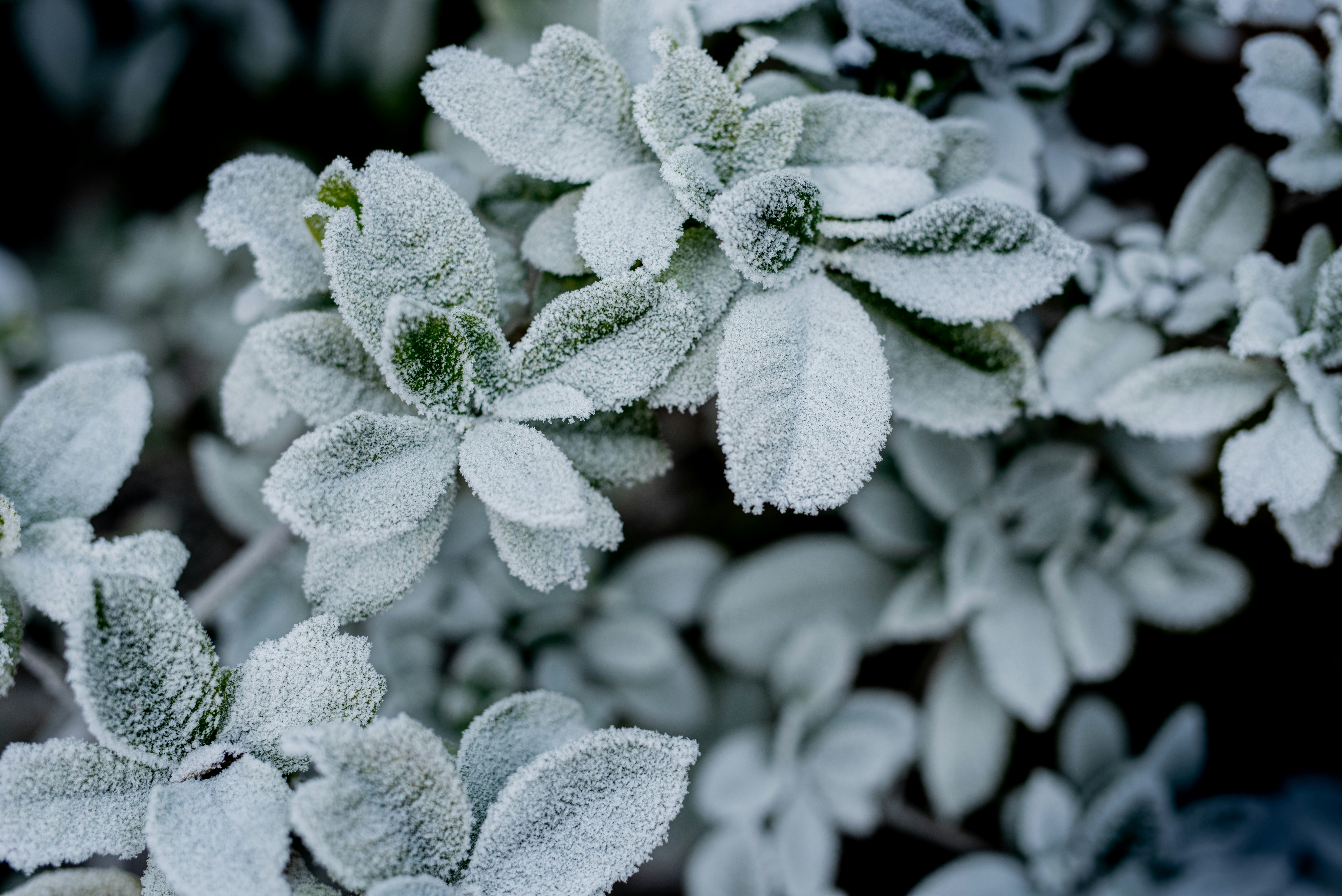 Photo by lauraadaiphoto