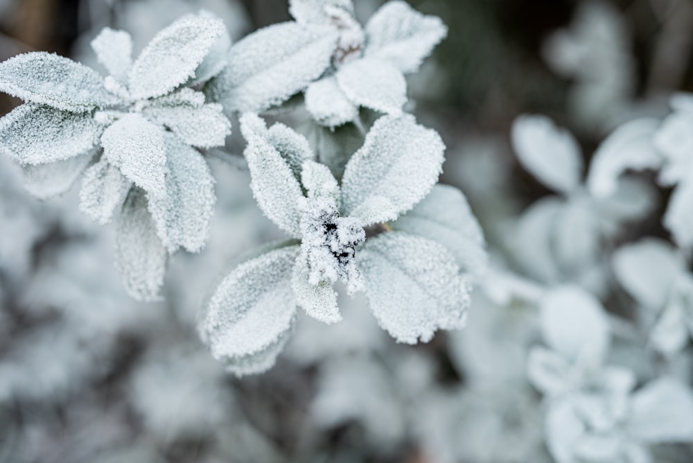 a close up of a plant with snow on it