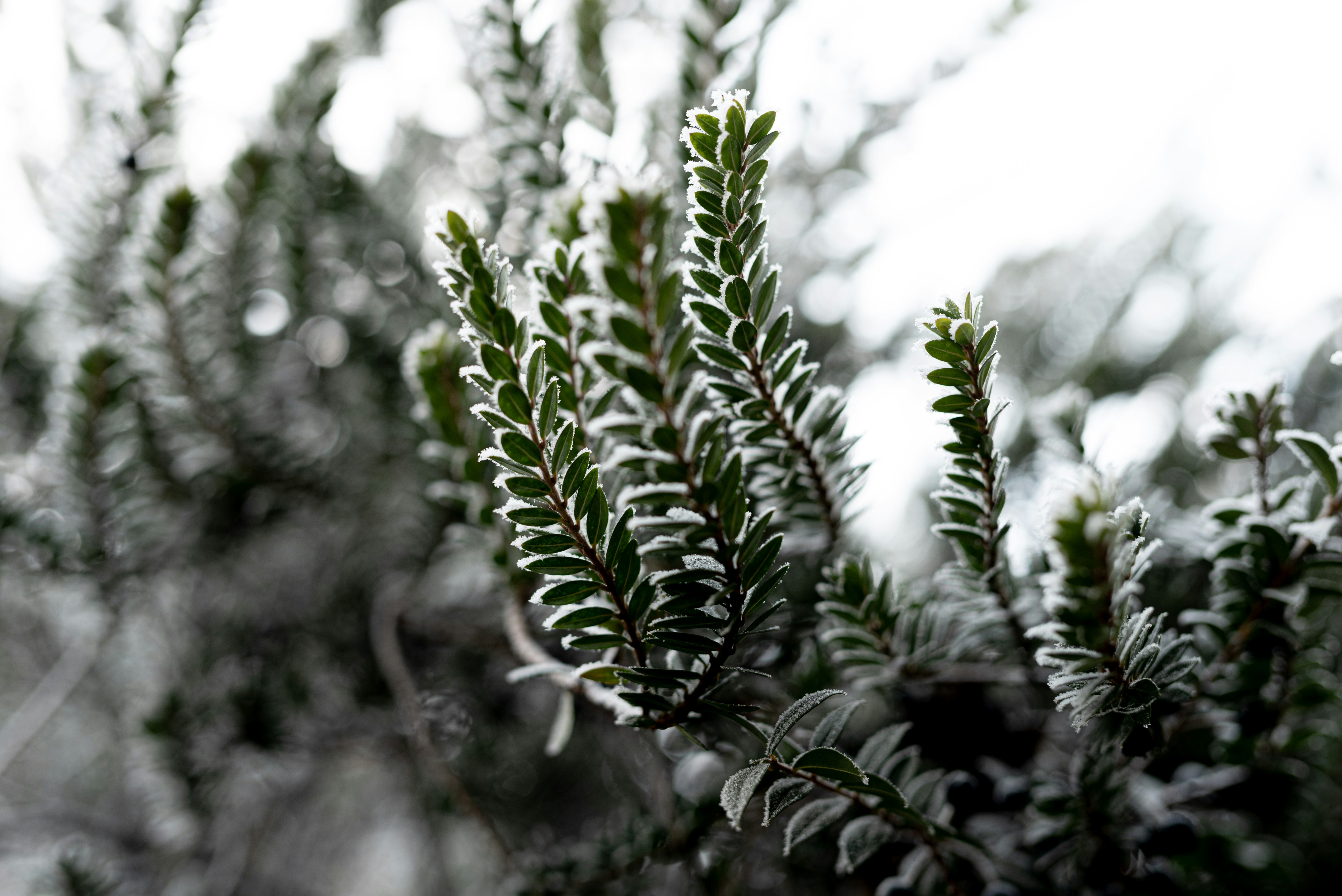 Photo by lauraadaiphoto