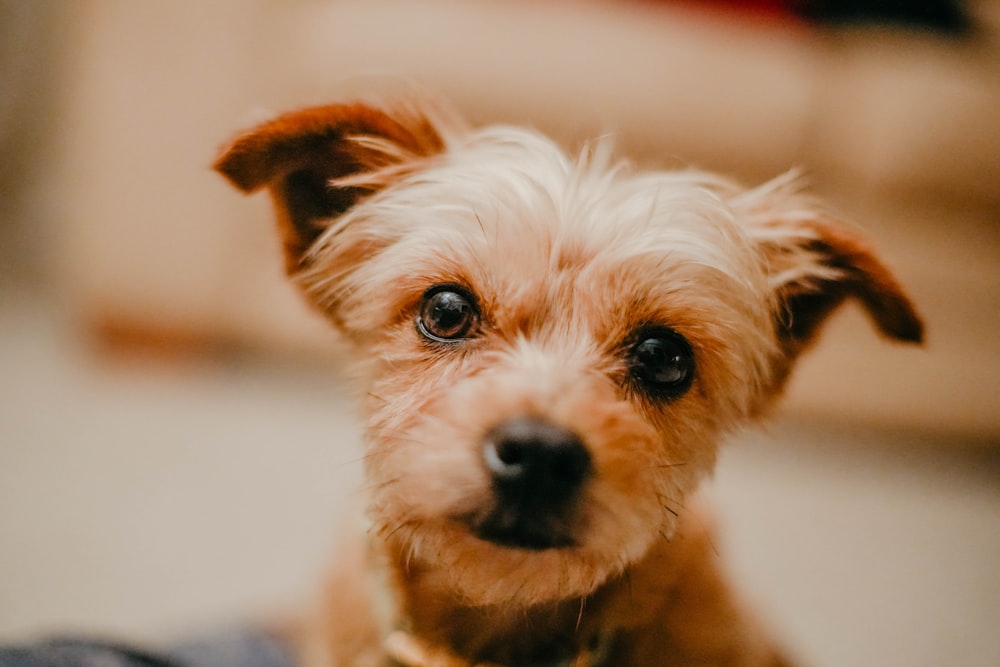 a close up of a small dog on a person's lap