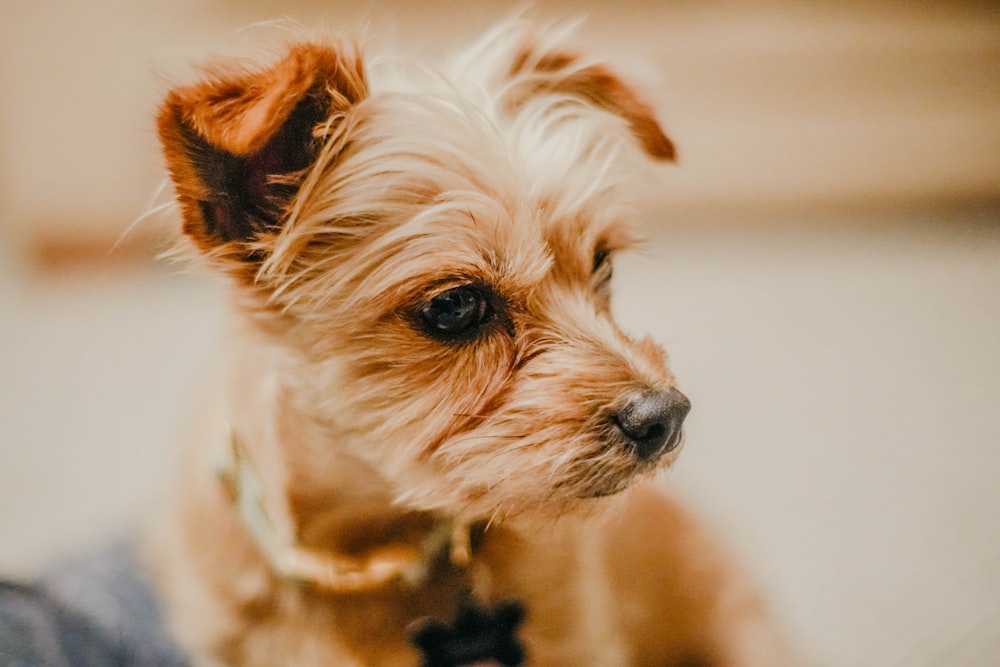 a small dog sitting on top of a person's lap