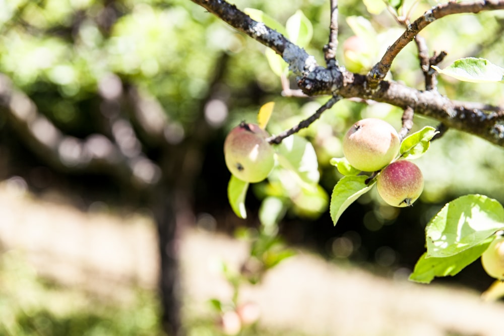 an apple tree with lots of green leaves