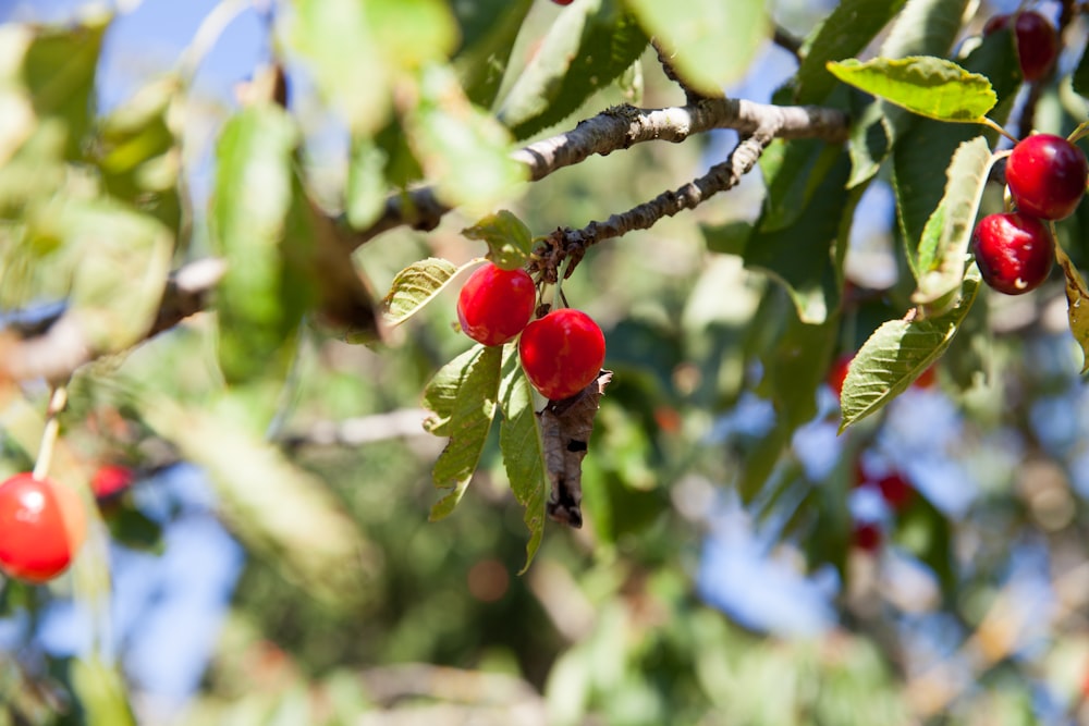 a close up of a tree with berries on it